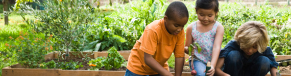 Three elementary-aged children work together to plant vegetable garden
