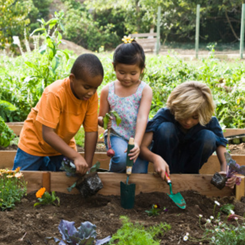 three elementary-aged children work together to plant vegetable garden