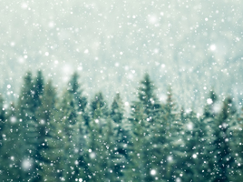 Snow falling on evergreen trees